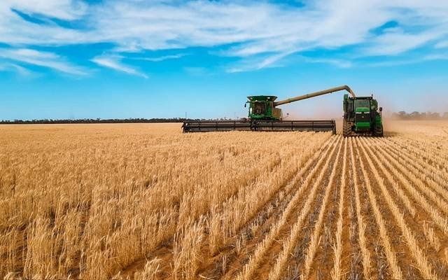 المؤسسة العامة للحبوب تعتمد زيادة سعر شراء القمح المحلي .. 1700 ريال للطن