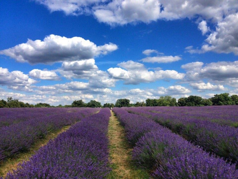 علماء يساعدون المزارعين على التخلي عن المواد الكيمياوية