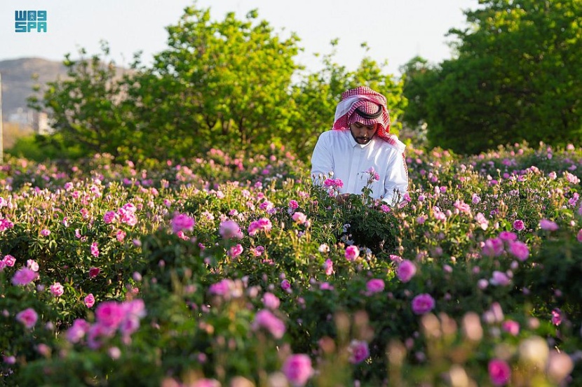 بساتين الورد الطائفي فضاء فسيح ومتنفس لإفطار رمضاني مختلف