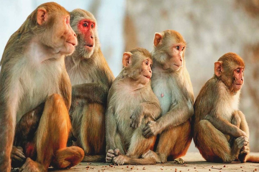 الصحة العالمية: «جدري القرود» يصل إلى 11 دولة حول العالم