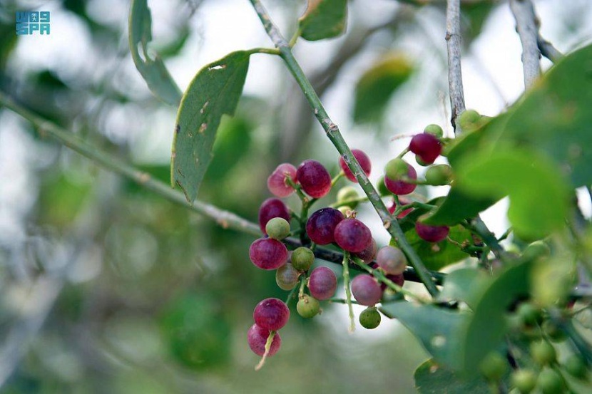 جازان .. فصل الصيف بداية إثمار «الكباث»