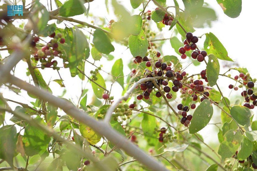 جازان .. فصل الصيف بداية إثمار «الكباث»