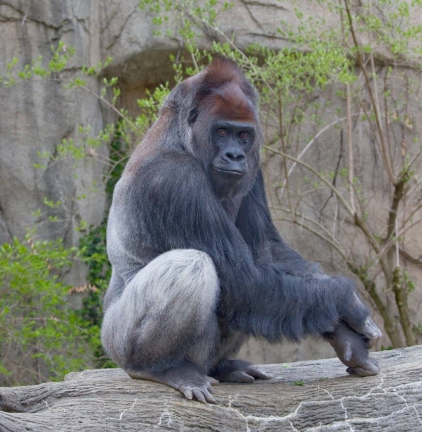 الجابون .. 468 دولارا مقابل قضاء ساعة مع «الغوريلا كامايا»