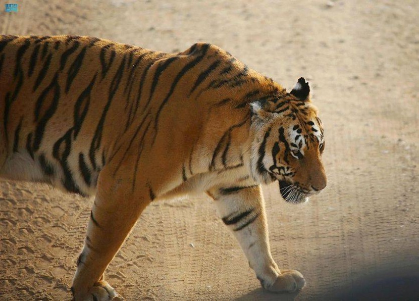 «جدة جنغل» تكشف أسرار عالم الحيوانات النادرة