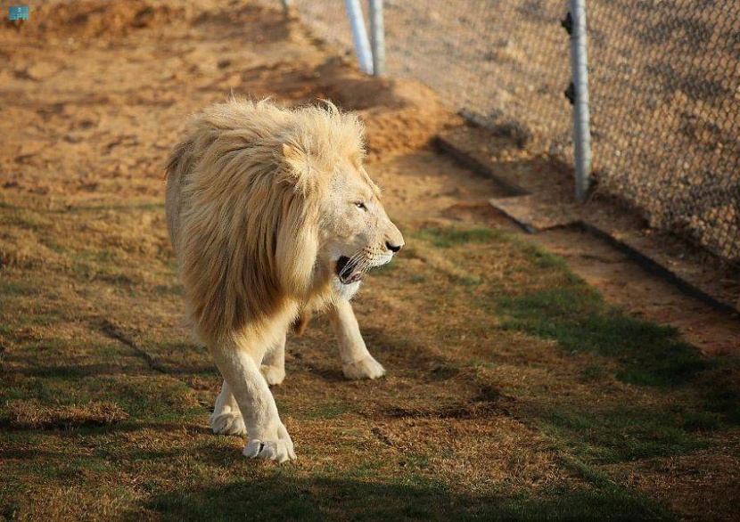 «جدة جنغل» تكشف أسرار عالم الحيوانات النادرة