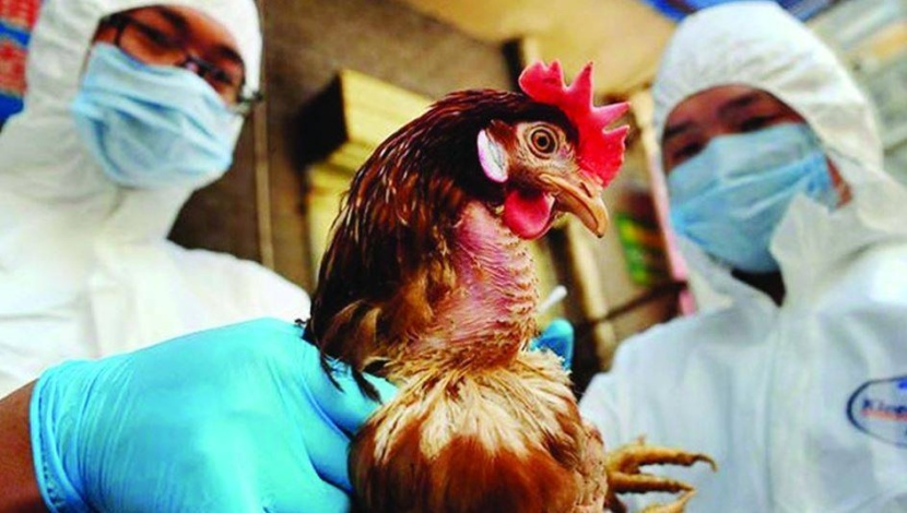 فرنسا: إعدام 16 مليون طير داجن بسبب إنفلونزا الطيور