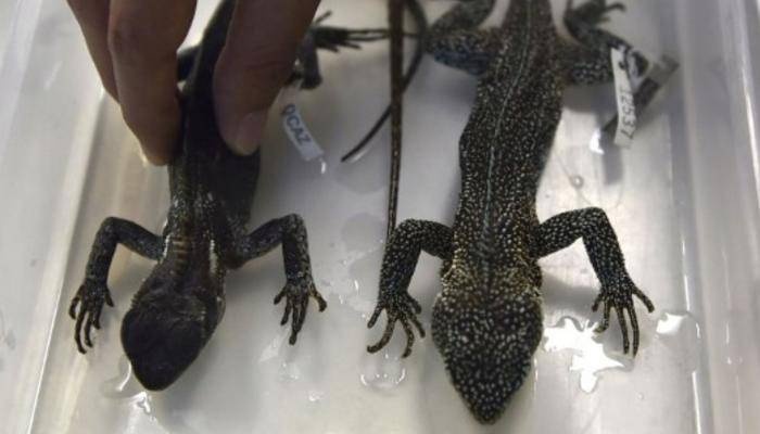 البيرو .. اكتشاف نوعين من السحالي مهددين بالانقراض