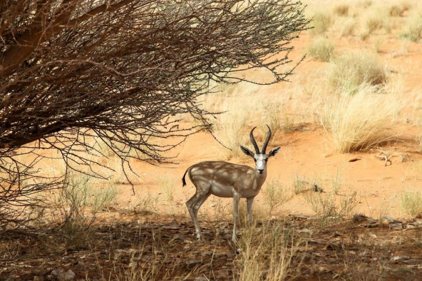 تسجيل محمية «حرة عويرض» بالعلا في برنامج الإنسان والمحيط الحيوي