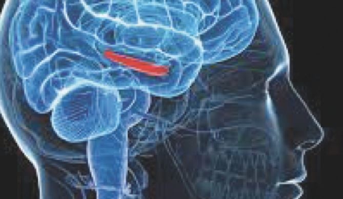 كيف يستجيب الدماغ للأحداث المفاجئة؟