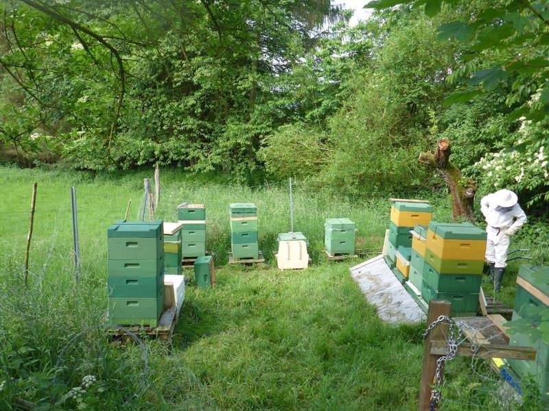 ألمانيا: حكم قضائي بتعويض نحال تضرر إنتاجه من مبيد آفات