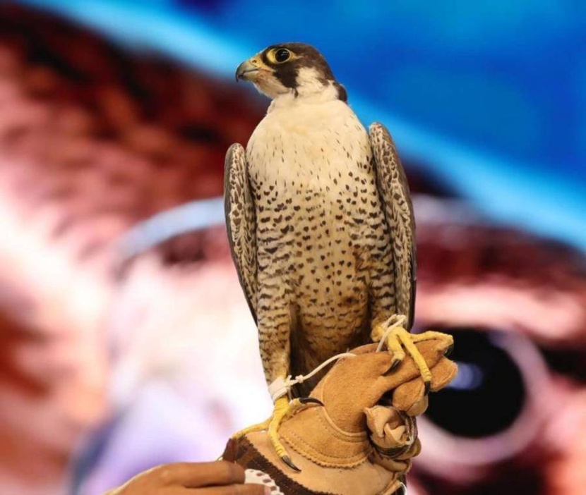 انطلاق «معرض الصقور السعودي» 25 أغسطس