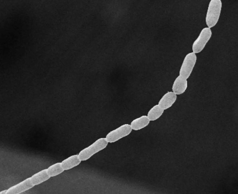 اكتشاف أكبر بكتيريا في العالم .. ترى بالعين المجردة