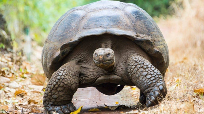 الحيوانات ذات الدم البارد تتميز بشيخوخة بطيئة