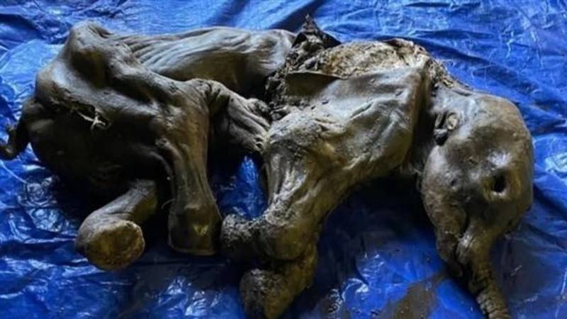 كندا .. اكتشاف نادر لبقايا «ماموث» محنط