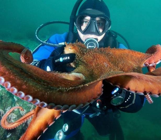 تشابه جزئي في العقل بين الإنسان والأخطبوط