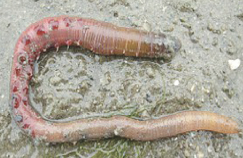 دودة بحرية تحدث ثورة في مجال زرع الأعضاء