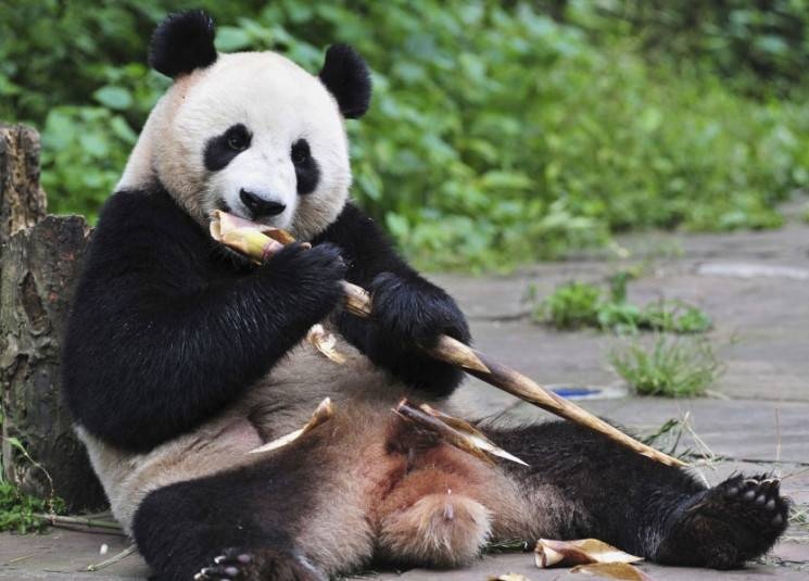 حفريات عمرها 6 ملايين عام تكشف وجود "إبهامين" للباندا