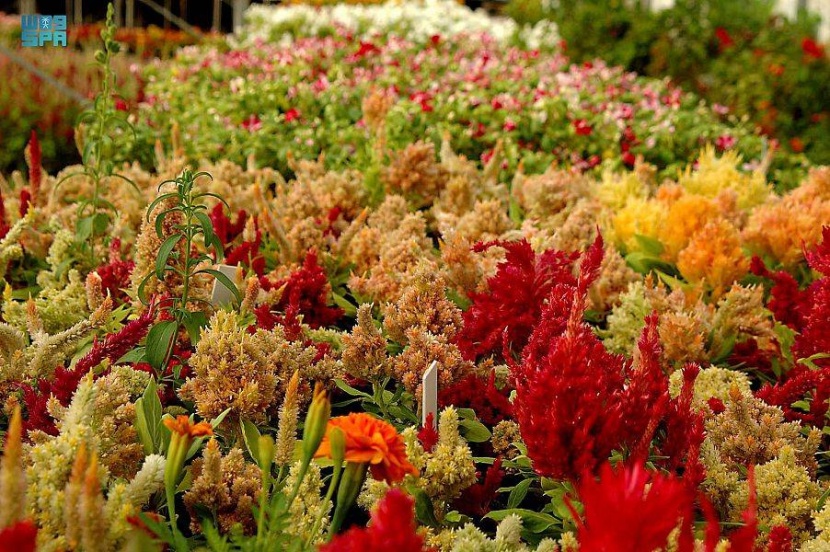 ورد تبوك .. إنتاج وفير وباقات مبتكرة