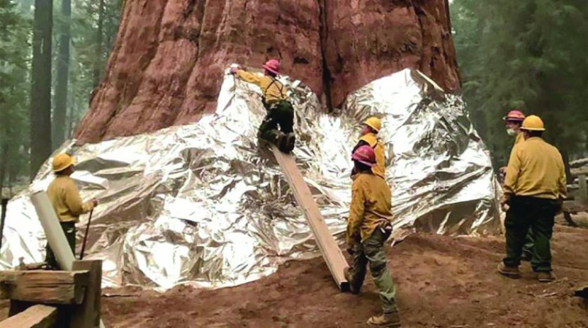 أشجار السيكويا العملاقة تنجو من الحرائق