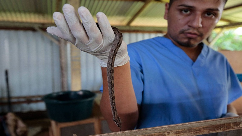 نيكاراغوا .. مزرعة تربي الحيوانات لتصديرها إلى العالم