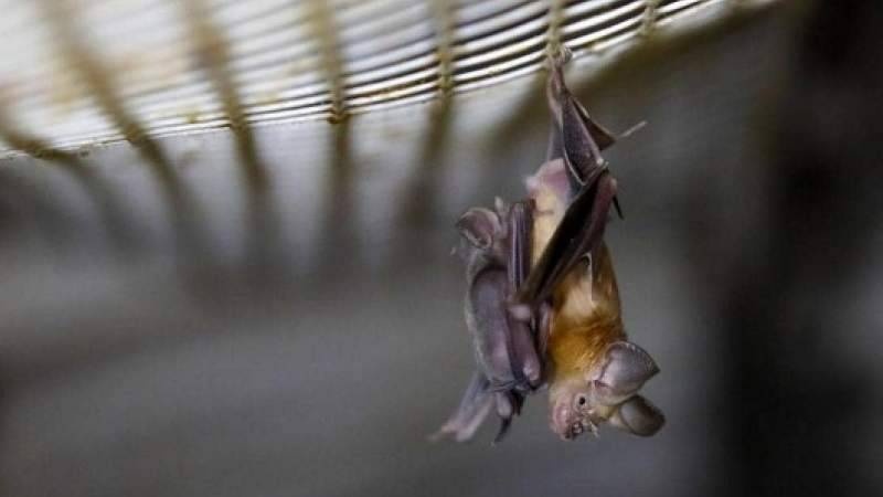 فيروسات الخفافيش تثير الجدل .. مخاوف من تسرب عدوى جديدة للبشر