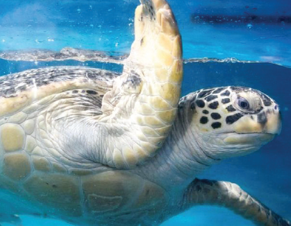 اليابان: العثور على عشرات السلاحف النادرة مقتولة