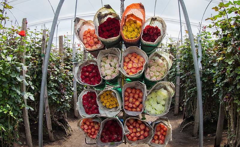 الزهور الإكوادورية .. عقبات كثيرة قبل وصولها إلى العالم