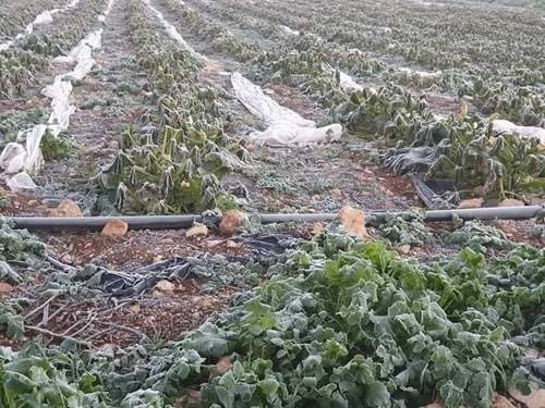 تحقيق: الملوثات البلاستيكية تتسرب إلى تربة النبات