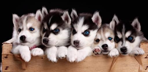 دراسة: الكلاب السيبيرية تعتمد على البشر لأكل الأسماك