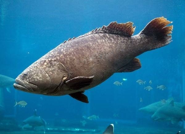 ما علاقة الأسماك بألزهايمر؟