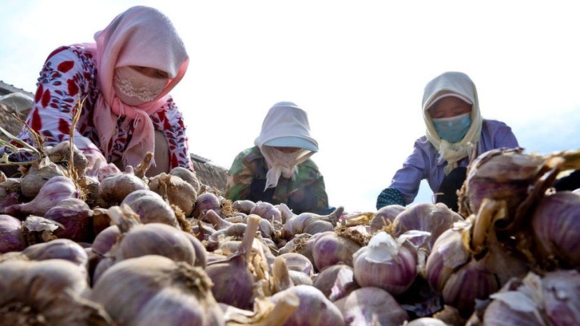 الطعام بديل النقود لسداد دفعات المنازل الجديدة في الصين