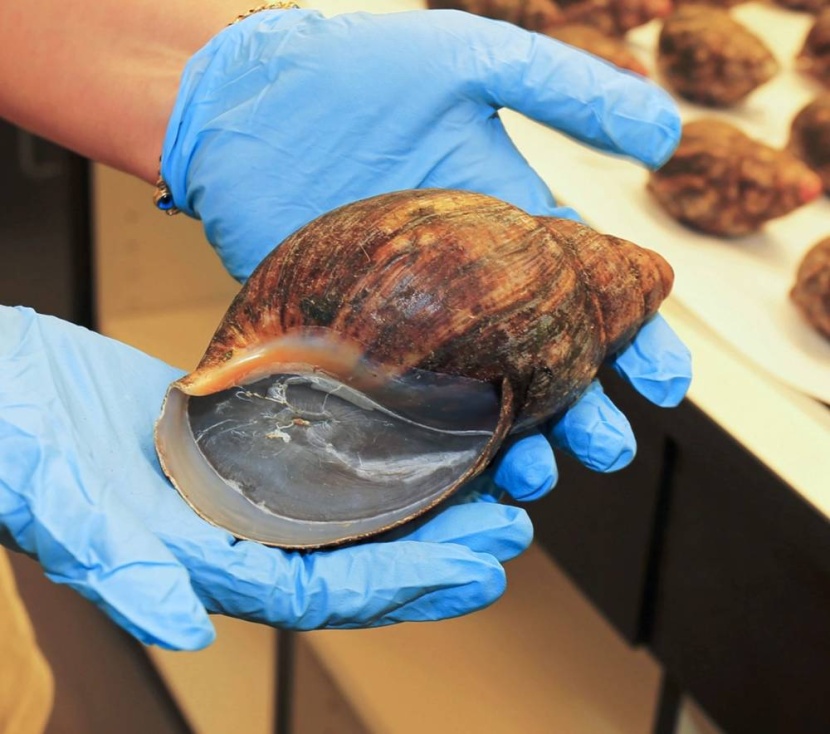 حلازين فلوريدا .. آلام في العضلات وارتفاع حرارة الجسم