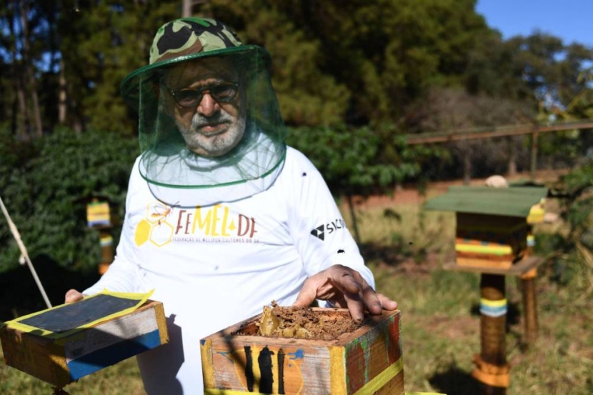 النحل غير اللاسع .. كنز مهدد بالانقراض في البرازيل