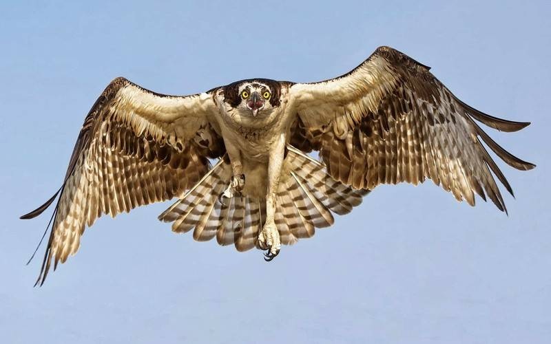 لحماية ركاب مترو .. الاستعانة بصقر لتخويف الحمام