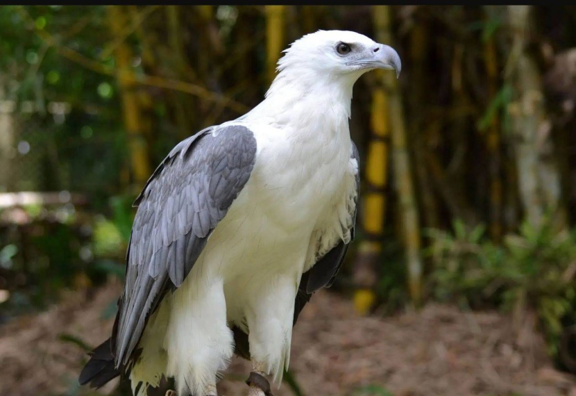 نفوق 150 نسرا مهددا بالانقراض بعد تعرضها للتسمم