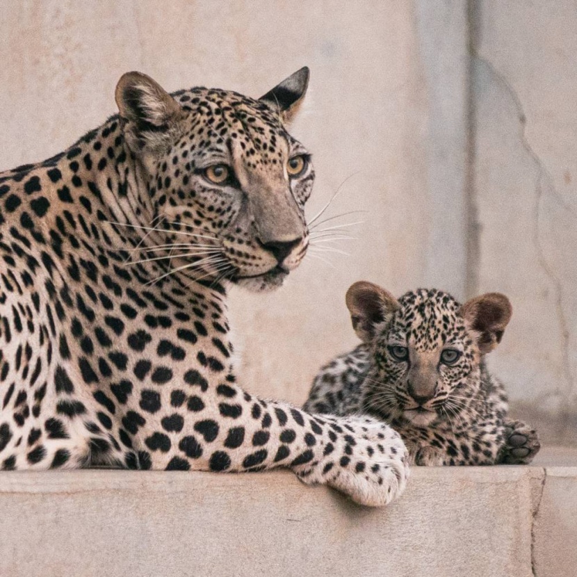 استمرارا لحمايتها من الانقراض .. ولادة أنثيين من النمر العربي في «العلا»