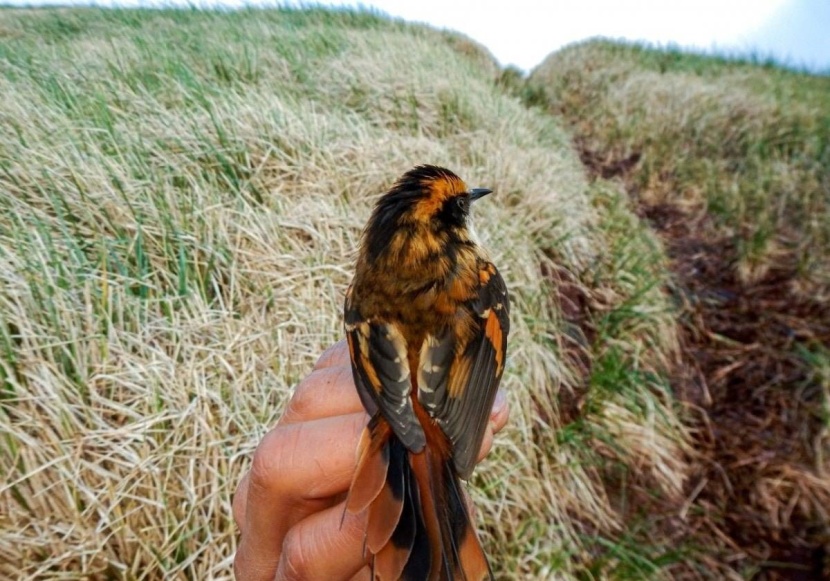 اكتشاف نوع جديد من الطيور في أمريكا الجنوبية
