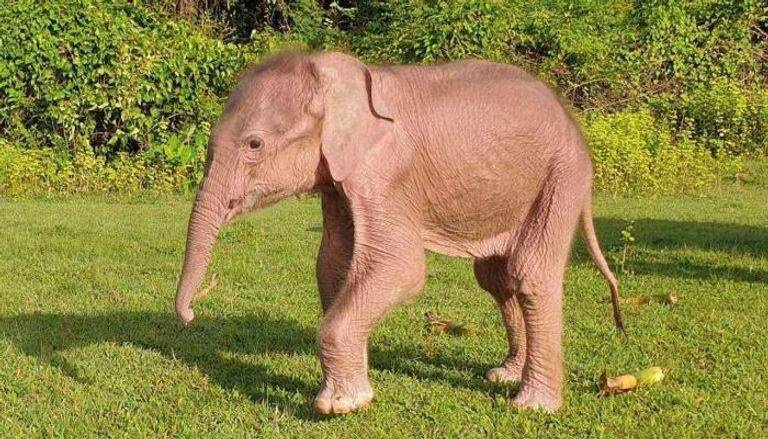 ولادة نادرة لفيل أبيض في بورما