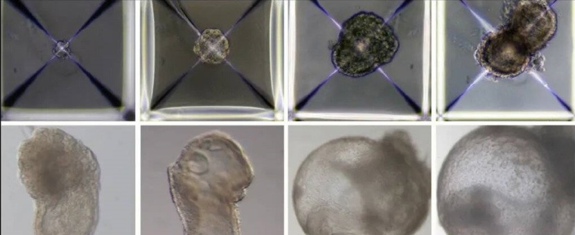 ثورة في عالم زراعة الأعضاء .. إنتاج أجنة دون نطاف أو بويضات