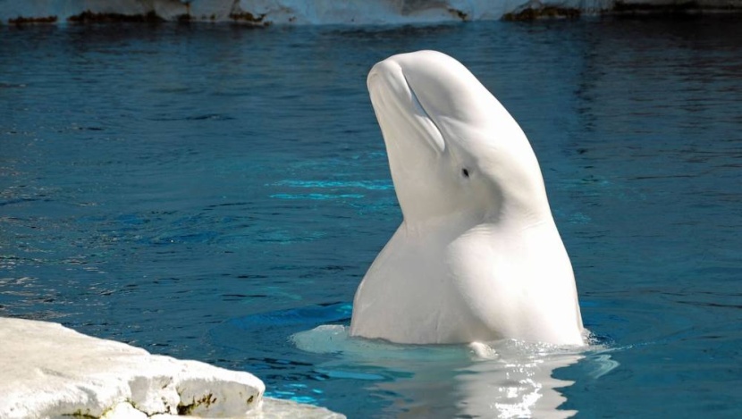 استنفار فرنسي لإنقاذ حوت تائه في نهر السين