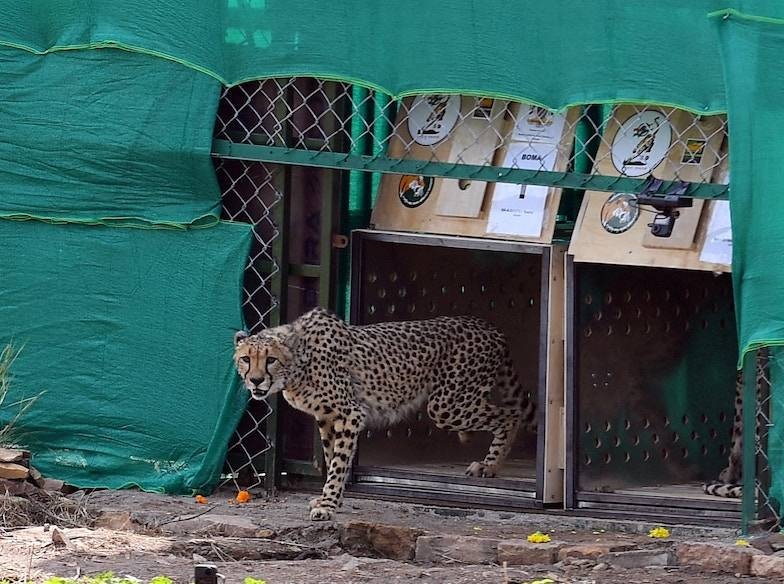 عودة 8 فهود إلى الهند بعد غياب 70 عاما