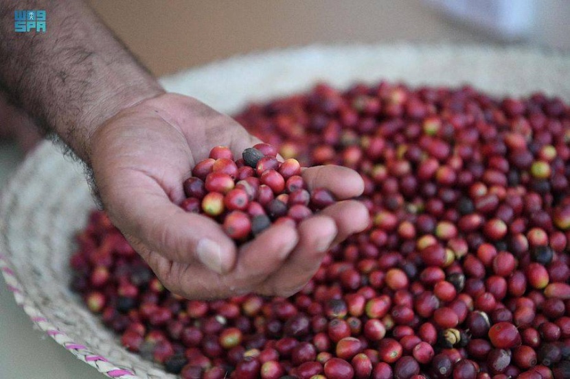 «الثقافة» تنظم المنتدى الدولي لاستدامة القهوة السعودية في جازان .. السبت