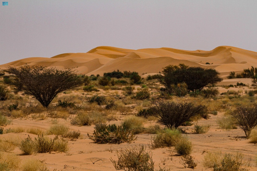 مركز الغطاء النباتي يطلق "مبادرة تطوير القدرة على الاستعداد للجفاف"