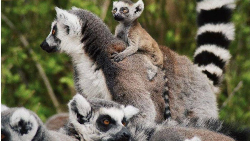 العالم فقد 70 % من الحيوانات البرية خلال 50 عاما