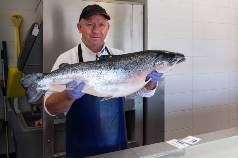 انتشار الحشرات يخفض أعداد سمك السلمون