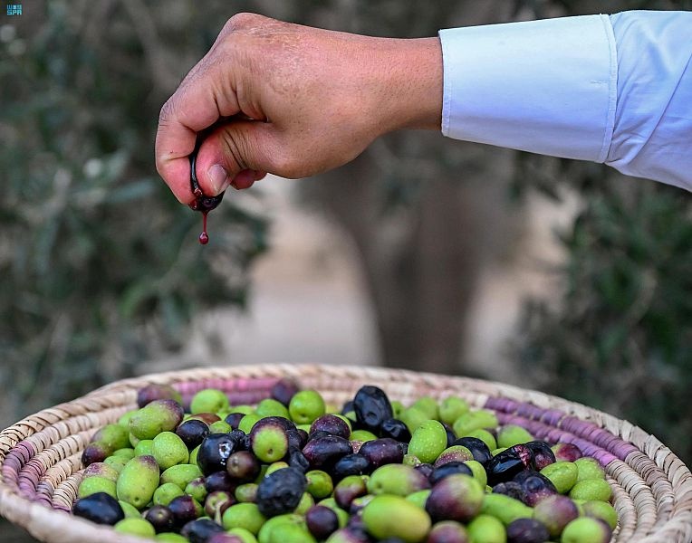 30 ألف شجرة ترفد أسواق الباحة بزيت الزيتون