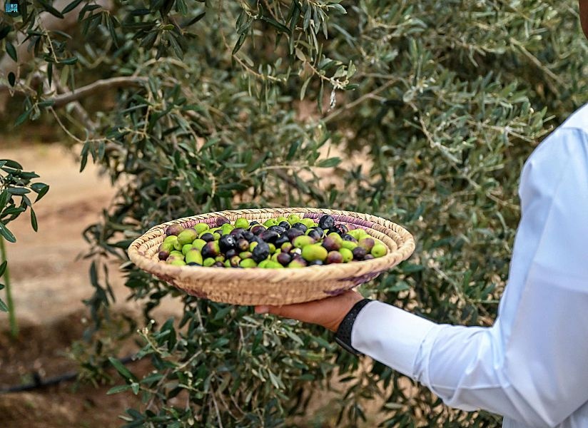 30 ألف شجرة ترفد أسواق الباحة بزيت الزيتون