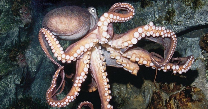 الأخطبوط الأسترالي يحارب سرطان الجلد