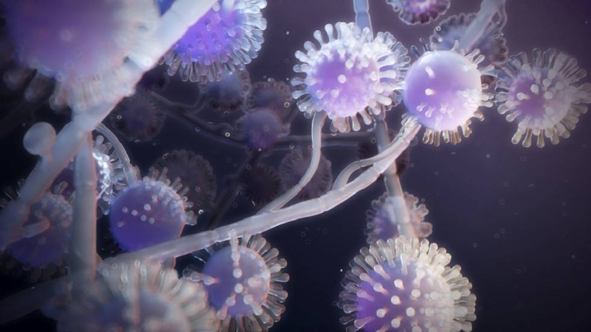 «الصحة العالمية» تنشر أنواع الفطريات المهددة للصحة