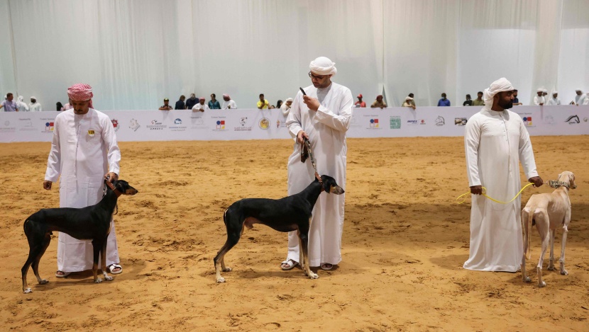صور من معرض أبوظبي الدولي للصيد والفروسية
